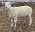 Sheep Trax Madison 489M